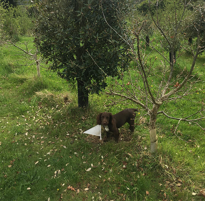 Rare black truffle grown in the UK for the first time