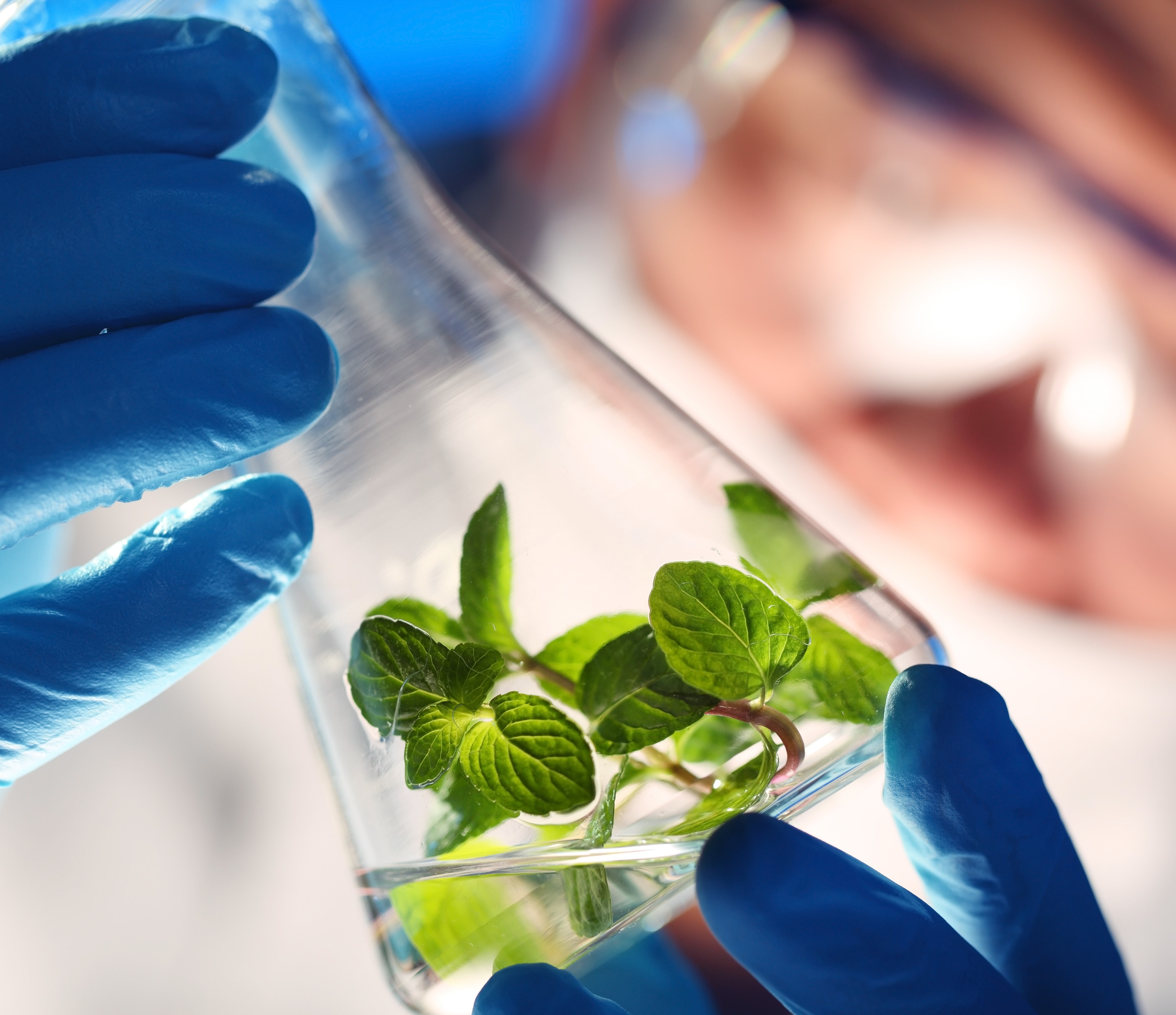 Organic tomato plants for sale image