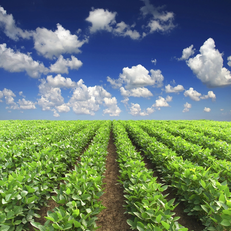 Agrana essay 07 image