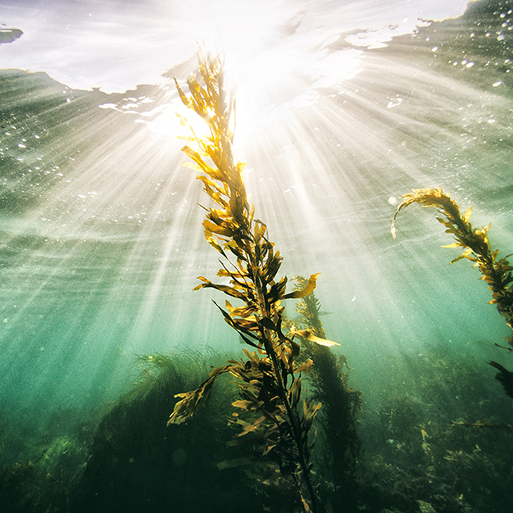 AgriSea New Zealand's functional beverage aims to popularize seaweed beyond Asia - Vimarsana News