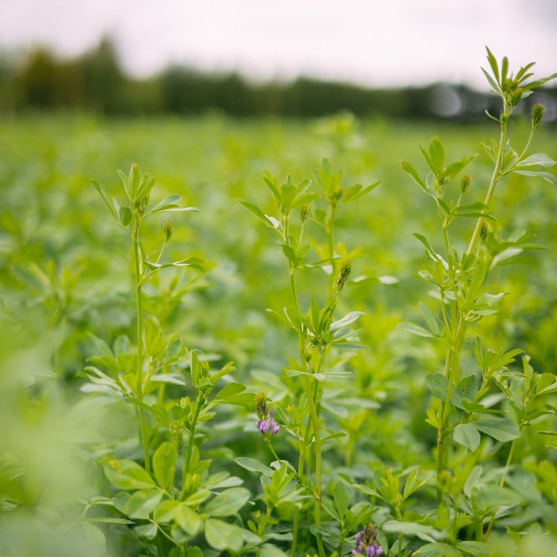 Leaft Foods lands US$15M to bring "beef-life" proteins made from ordinary leaves to US market - Vimarsana News