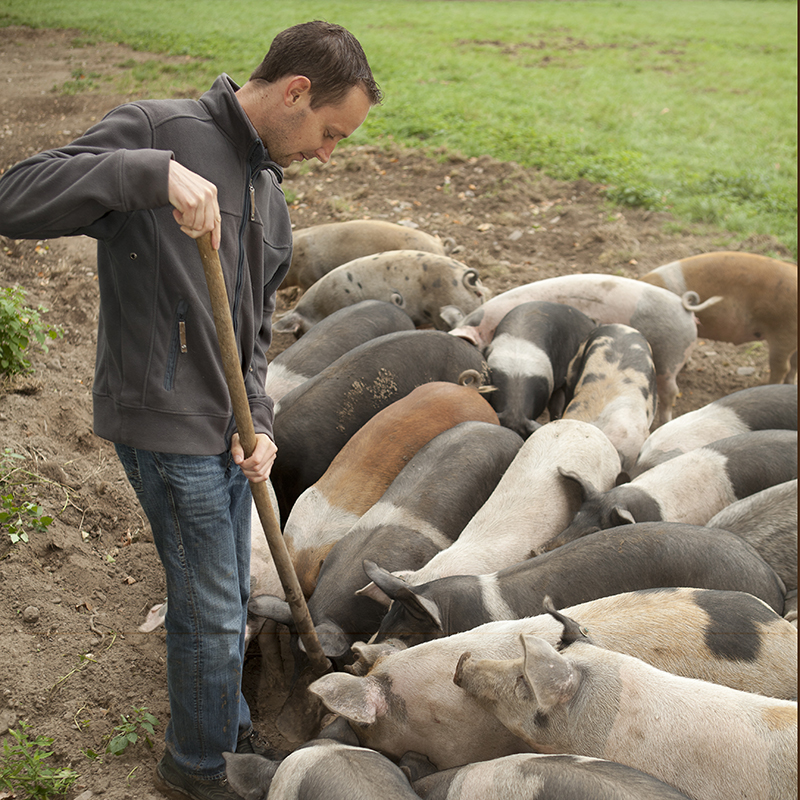 Pig herds plummet in Europe while China plans measures to stabilize pork prices - Vimarsana News