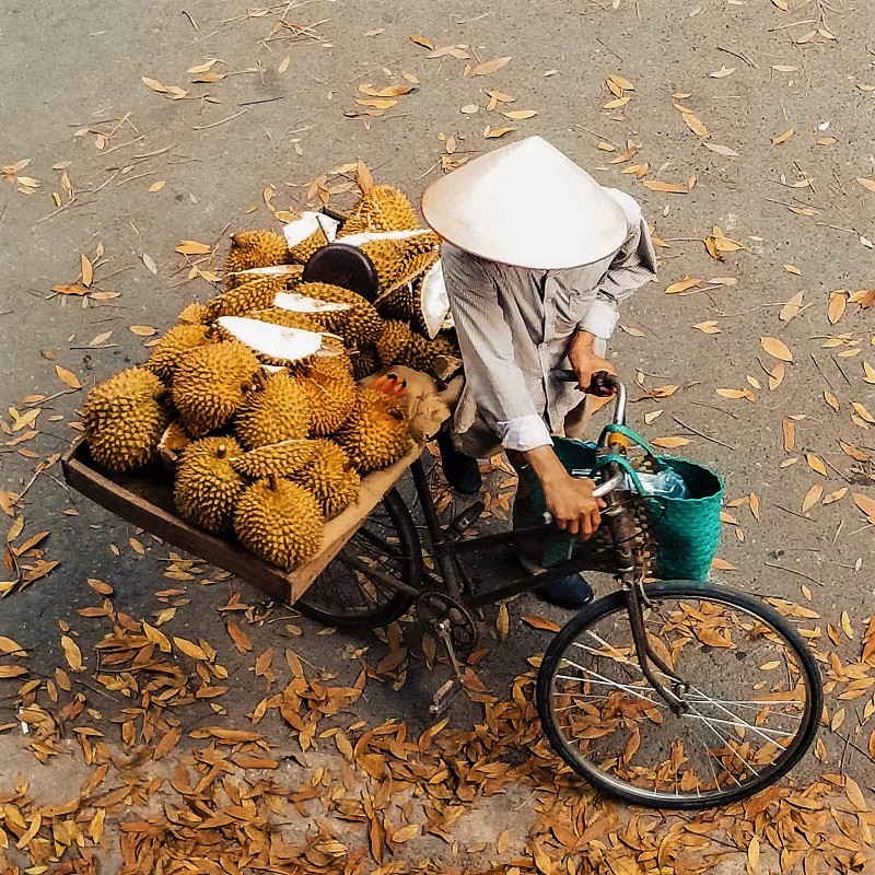 Odorless king of fruit: Durian without its characteristic stinky aroma debuts in Thailand - Vimarsana News
