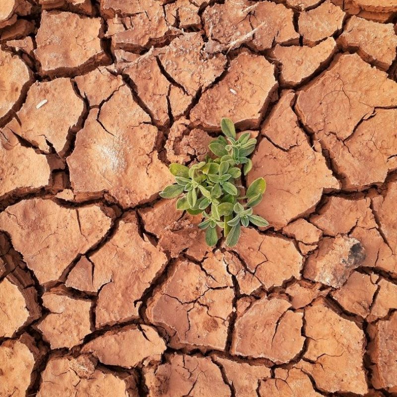 Climate crisis: Blazing heat scorches agriculture, overheats livestock and burns out farmers - Vimarsana News
