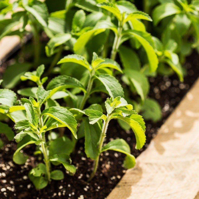 Tate & Lyle enters next phase of sustainable stevia cultivation in China with focus on fertilizer reduction - Vimarsana News