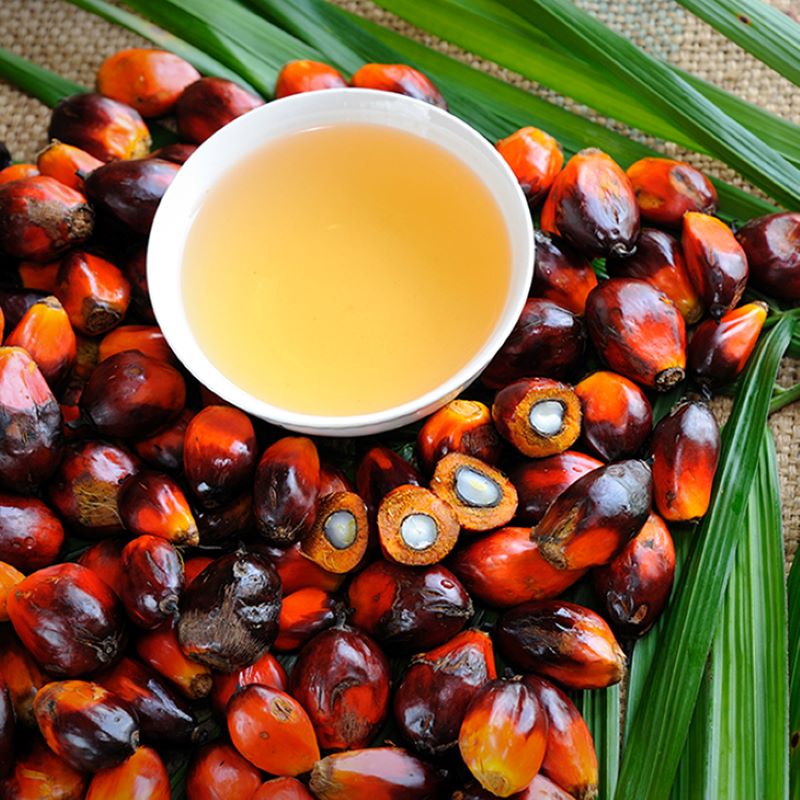 Indonesia former trade official jailed for corrupt deals ahead of palm oil export ban crisis - Vimarsana News